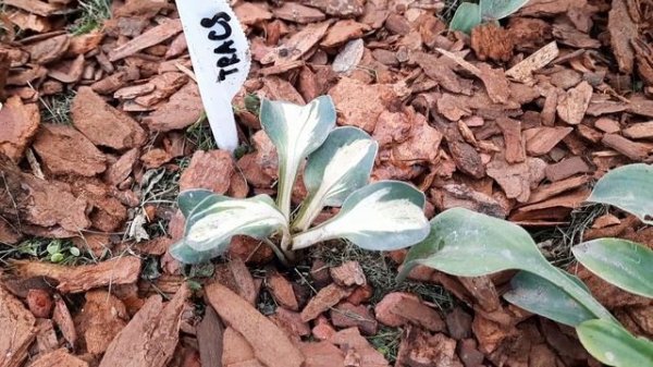 СРАВНИМ ДВЕ ХОСТЫ МЫШКИ - MOUSE TRACКS И MOUSE TRAP!