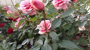 Роза Поэзия