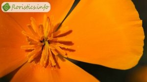 Цветы эшшольция – посадка и уход, выращивание эшшольции из семян; эшшольция калифорнийская