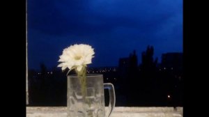 Эхинопсис кактус цветет только сутки!