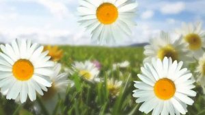 Футаж Ромашки