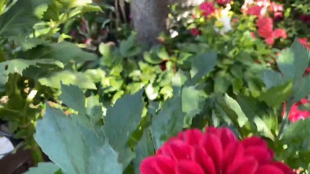 Георгины. Что расцвело из семян?Мои сеянцы 2020? смотреть онлайн