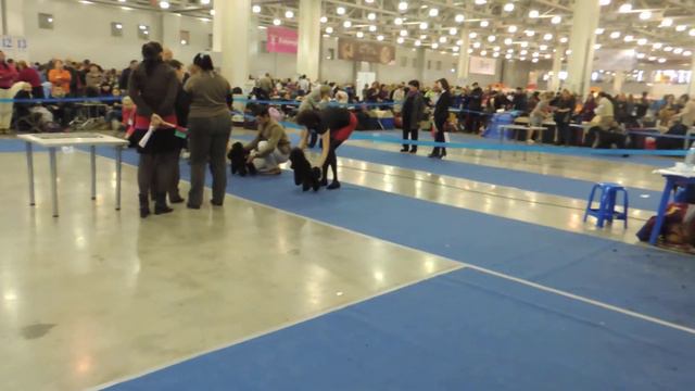 "Евразия -1". 22.03.2014. Ринг тоев. Кобели чемпионы. смотреть онлайн