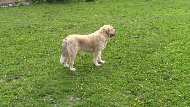 Испанские мастифы питомник Флоулесс Стайл. Девочка 20 месяцев. Spanish Mastiff . Mastin Espanol