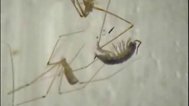 Die Große Zitterspinne (Pholcus phalangioides), Ethologie смотреть онлайн