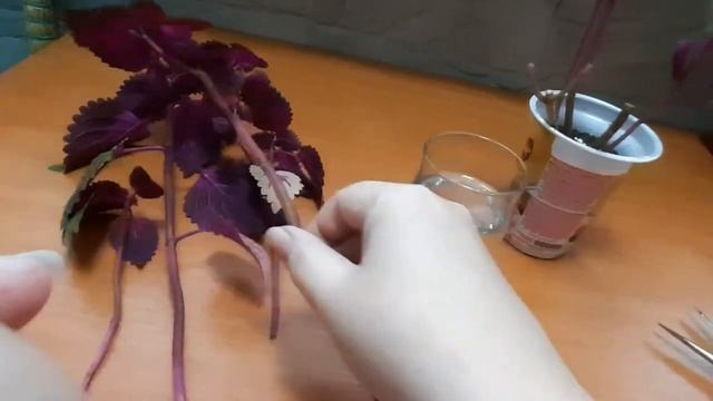 Колеус. Обрезка. смотреть онлайн