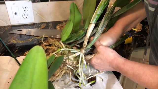 Пакую посылки с орхидеями друзьям, драматичное деление каттлеи, короче типичные будни орхомана 🎁👭 смотреть онлайн