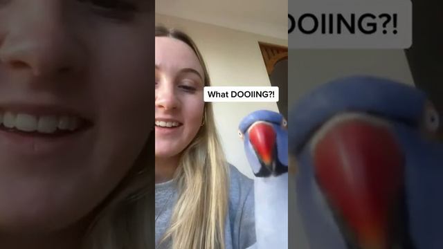 Смешные видео приколы.mp4 смотреть онлайн