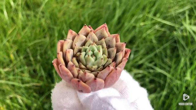 Echeveria Gibra Rose