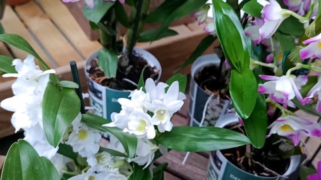 Восхитительные #орхидеи,бравые Башмачки и много-много разных цветов!?? смотреть онлайн
