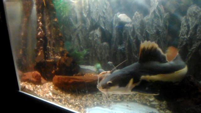 Выставка рыб "Барракуда" в Кургане смотреть онлайн