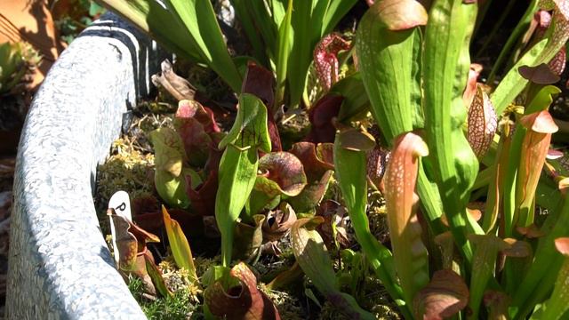 Venus Fly Traps- The most abused plant?? смотреть онлайн