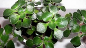 Трудности при выращивании аихризона.