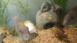 КАК УЖИВАЮТСЯ ЦИХЛИДЫ С МИРНОЙ И МАЛЕНЬКОЙ РЫБОЙ В АКВАРИУМЕ?!