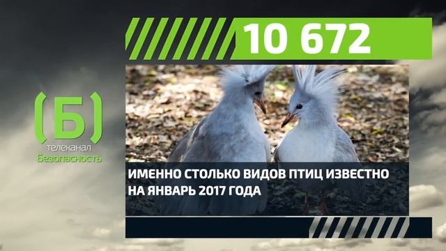 Сколько видов птиц существует в мире на сегодняшний день? смотреть онлайн