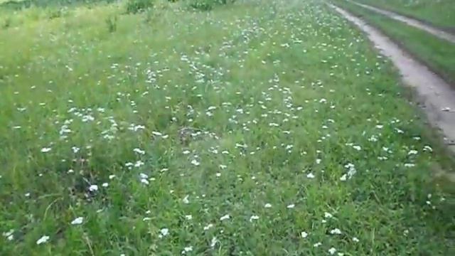 тысячелистник смотреть онлайн