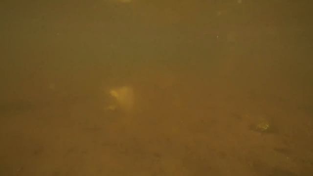 ДЕТСКАЯ РЫБАЛКА БАНКОЙ! Подводная съемка рыб! Good Boy Mark ловит рыб,игры на реке. Видео для детей смотреть онлайн