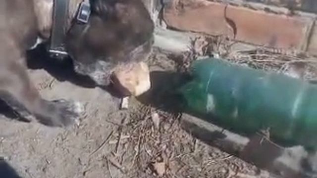 КАК ОТШЛИФОВАТЬ КИРПИЧ В ДОМАШНИХ УСЛОВИЯХ С ПОМОЩЬЮ ФРАНЦУЗСКОГО БУЛЬДОГА смотреть онлайн