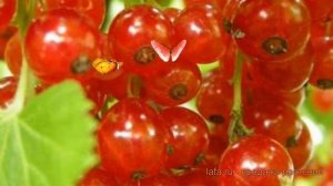 Смородина красная Константиновская ? обзор: как сажать, саженцы смородины Константиновская