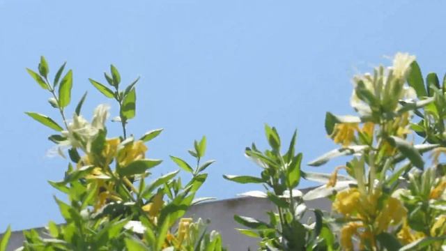 Ароматная Жимолость японская!(Lonicera japonica)Кирьят-Ям.Израиль.Kiryat-Yam. Israel. смотреть онлайн