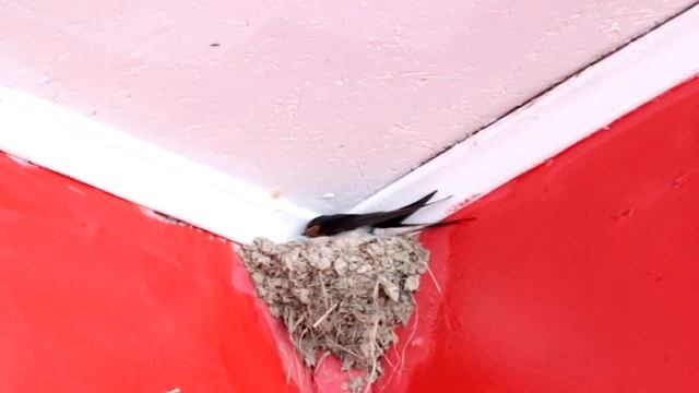 Лысые птенцы ласточки смотреть онлайн