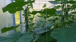 Огурец Герман F1. Секреты выращивания.