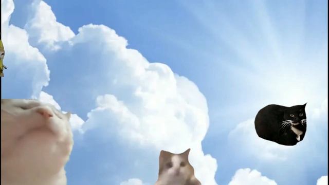 Happy Happy Cat Tiktok Song 1 Hour (relaxing)