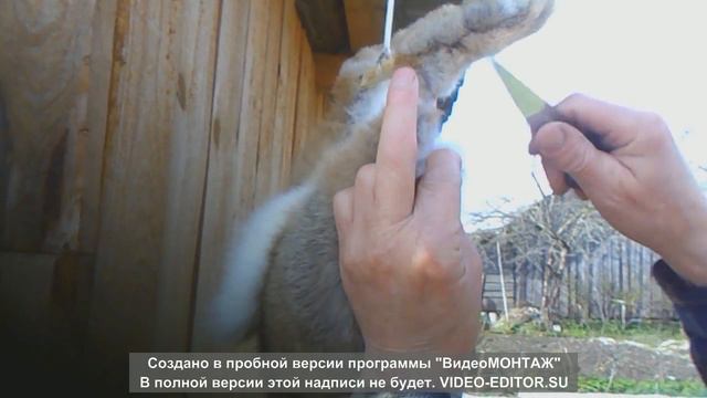 Разделка кролика 2 смотреть онлайн