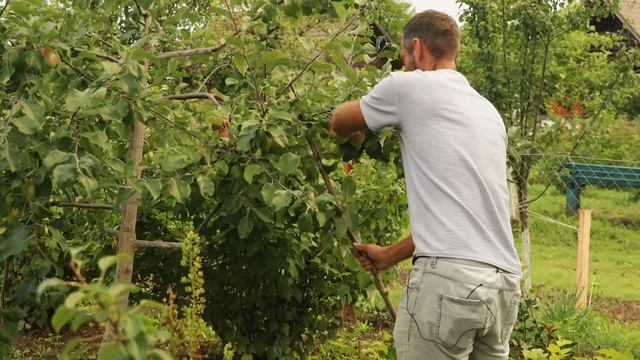 Как вырастить плодовый сад из семян.