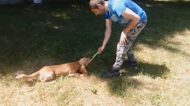 Английский кокер-спаниель Лаки 1 год Видео с днем рождения смотреть онлайн