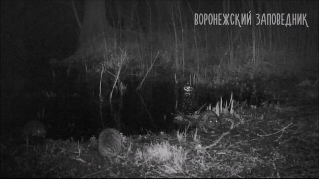 Заповедный водопой: апрель. Воронежский заповедник смотреть онлайн