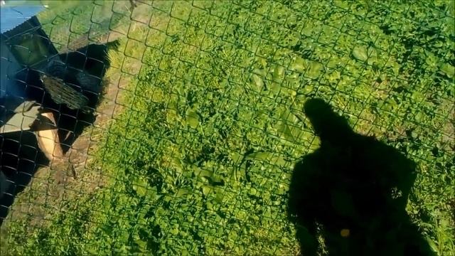 Króliczy podkop, próba ucieczki grupowej. Redlenie ziemniaków. Info z budowy koziarni. смотреть онлайн