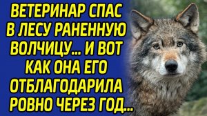 От благодарности волчицы, ветеринар плакал от счастья... Такого события, он точно не ожидал...