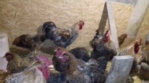 билефельдер самая лучшая порода кур!