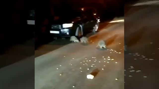 В Сочи дикие еноты «устроили пикник» прямо на дороге смотреть онлайн