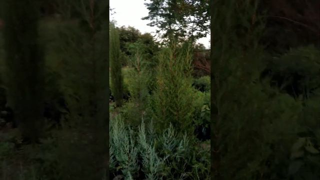 Кипарис вечнозелёный сейчас и год назад 💪💪 смотреть онлайн