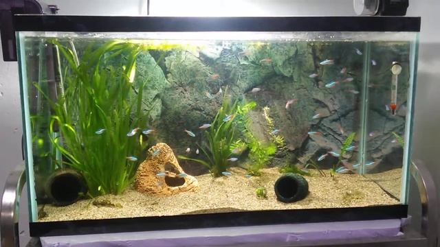 Аквариум 100 литров с неонами смотреть онлайн