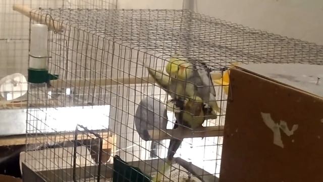 Разведение попугаев видео №2. Брачные игры. смотреть онлайн