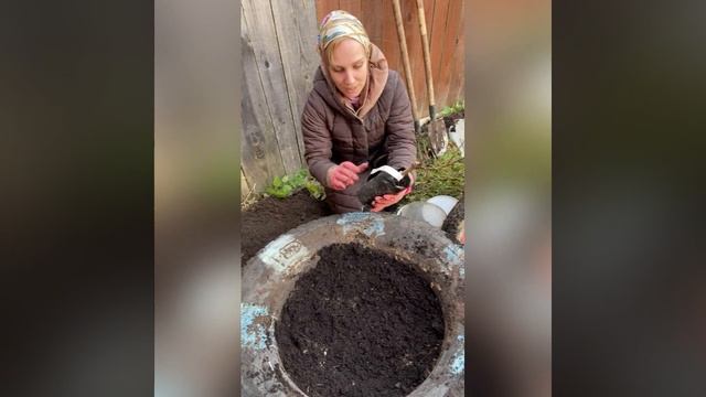 Виноград Дамские пальчики из местного питомника, посадила по всем правилам! Планы осенних посадок… смотреть онлайн