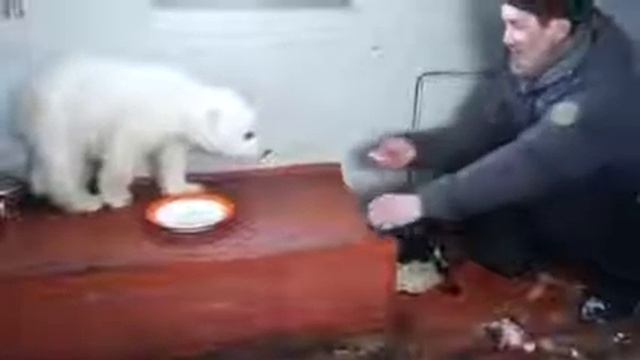 Кормит белого медведя. смотреть онлайн