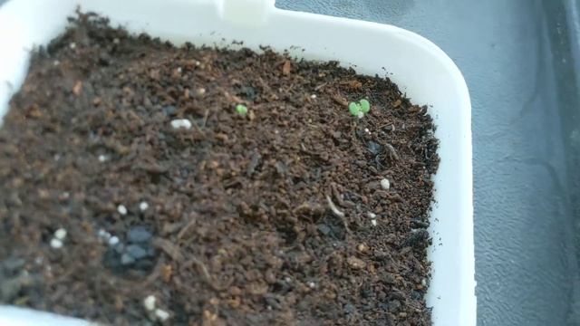 Catnip Seedlings - Nepeta Cataria first look смотреть онлайн