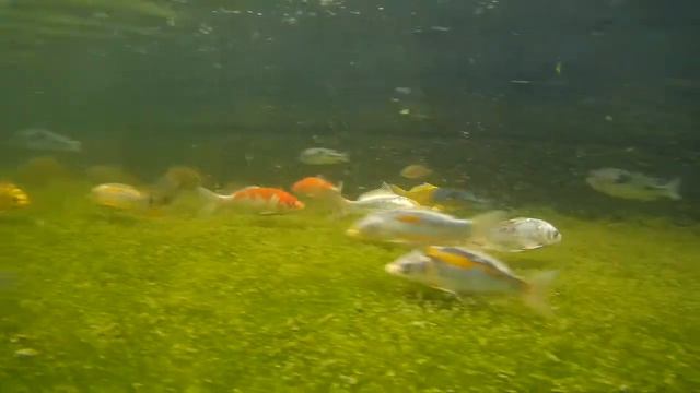 Fancy Koi, Blue Moorii Dolphin Cichlids, Green Severum in Pond Underwater смотреть онлайн