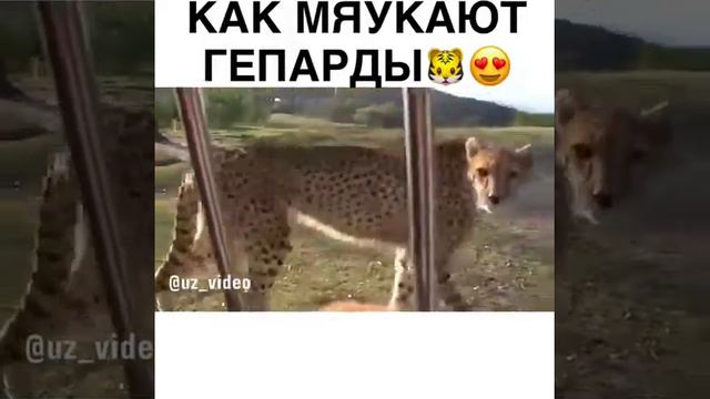 Как мяукают гепарды😘🐯🐆 смотреть онлайн