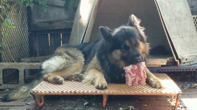 Does RAW Food Make Dogs Aggressive смотреть онлайн