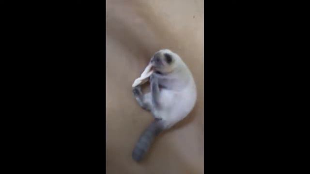 У меня сломалась кошка. смотреть онлайн