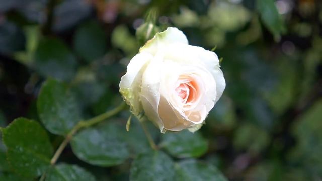 Pretty in Pink Eden & White Eden (2nd year) смотреть онлайн