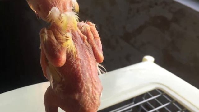 Он неожиданно начал лысеть и ни кто не мог понять из-за чего смотреть онлайн