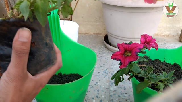 Hanging Pot ll Garden Decor ll Petunia ll Asperagus ll Winter Gardening Special смотреть онлайн