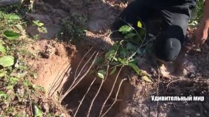 УДИВИТЕЛЬНЫЕ люди ловят змей.  Ловим змей в Камбоджи, змеи против людей, охота на змей