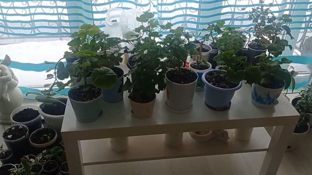 #стеллаждляцветов СТЕЛЛАЖ ДЛЯ ЦВЕТОВ #купила #обзорпокупок #дляцветов #стеллаж #сборка смотреть онлайн